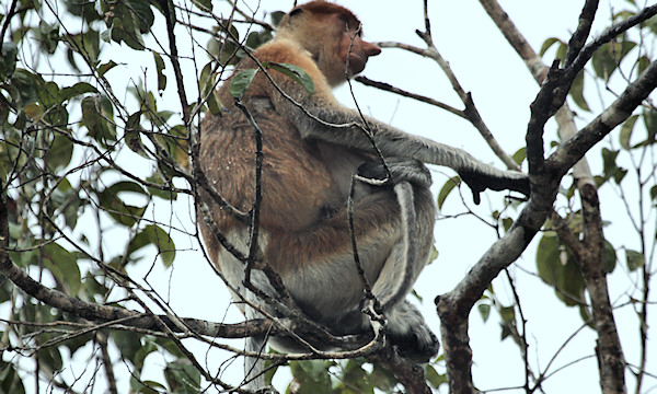 ProboscisMonkey_Sukau_0254 (238)_m.jpg